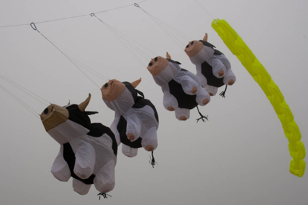 Bouncing Buddy,Cow 3,Chikara: White, Black, Skin