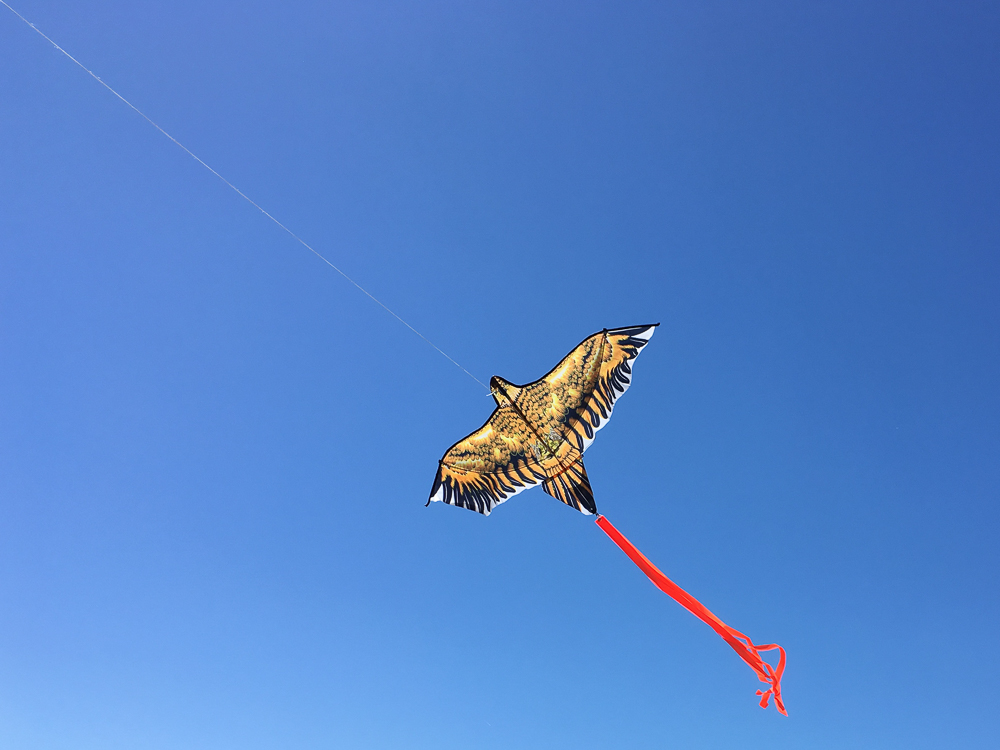 Chinese Eagle,2D,Silk?