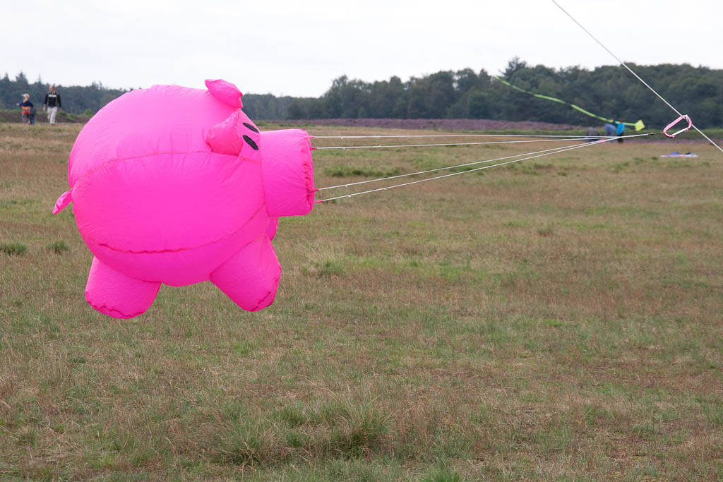 Bouncing Buddy,Porky 3,Carrington Fluor Pink