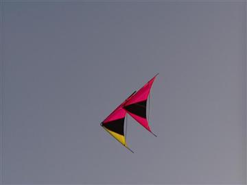 Speedwing,Proton-6 (Yellow Pink),Chikara: Black, Fluor Yellow, Fluor Pink