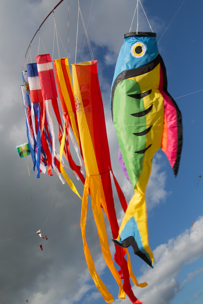 Windsock,Rainbow Surgeonfish,Suntex